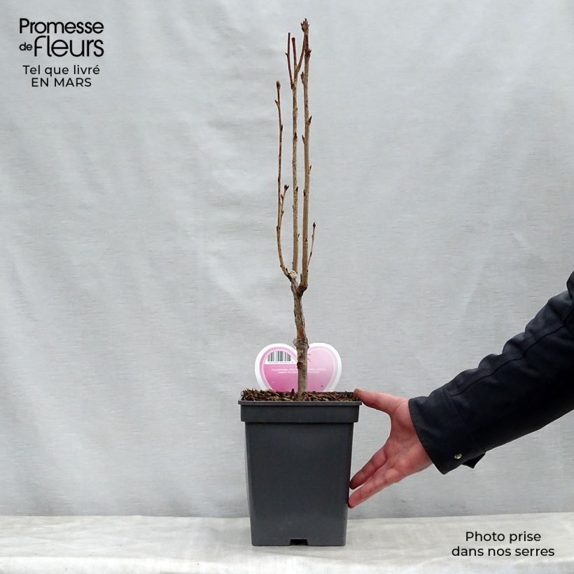Prunus serrulata Amanogawa - Ciliegio da fiore Vaso da 4L/5L esemplare consegnato in primavera