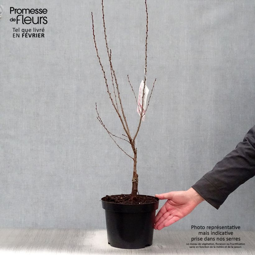 Prunus tenella Fire Hill - Mandorlo nano Vaso da 3L/4L esemplare consegnato in inverno
