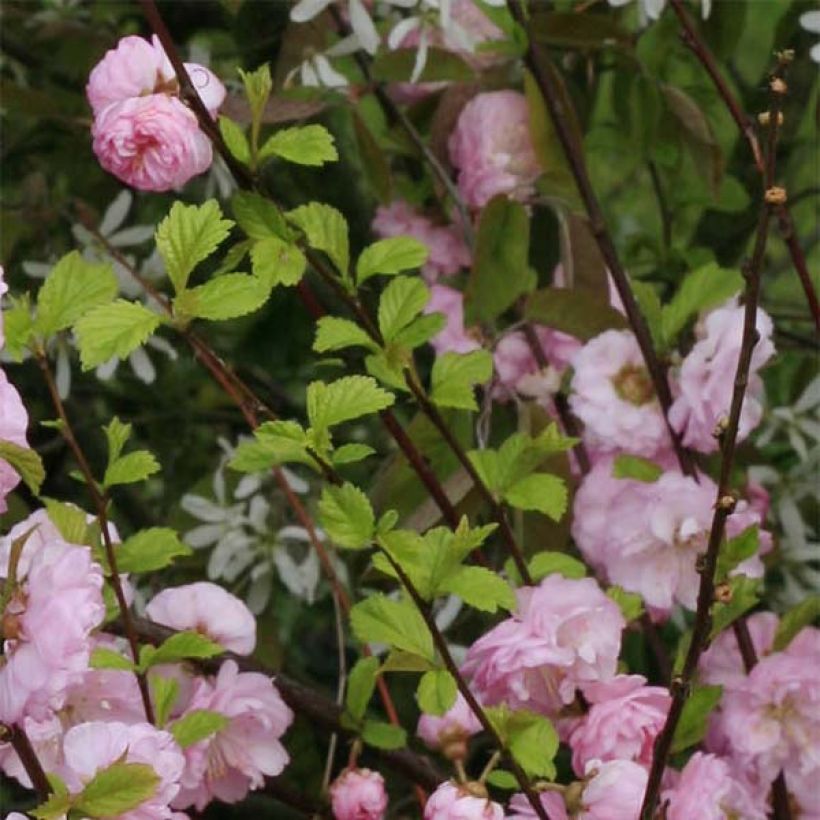 Prunus triloba Multiplex - Mandorlo da fiore (Fogliame)