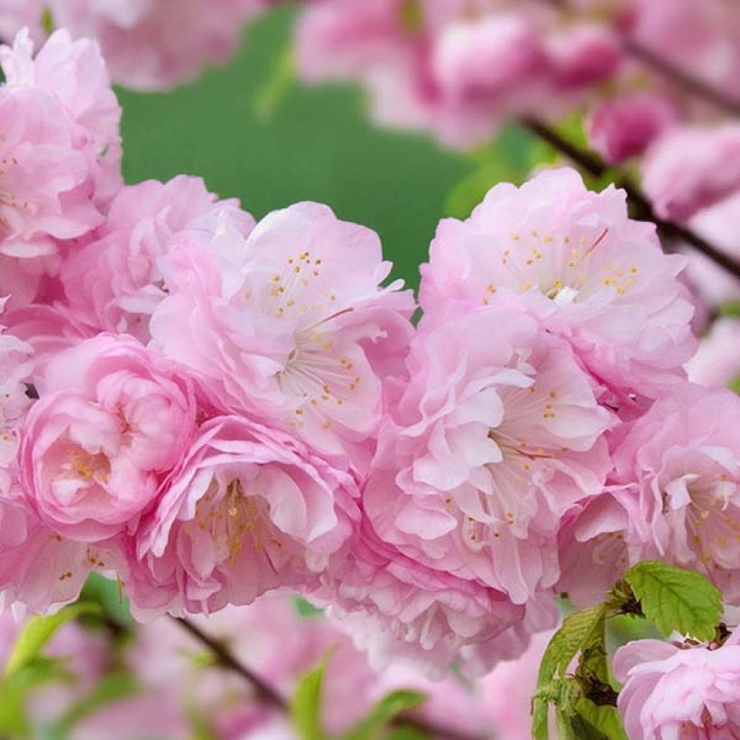 Prunus triloba Multiplex - Mandorlo da fiore (Fioritura)