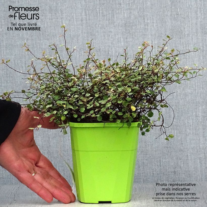 Esemplare di Pseudanthus tasmanicus Radiance - Ciliegio da fiore Vaso da 1,5L/2L come consegnato in autunno