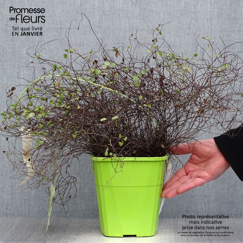 Pseudanthus tasmanicus Radiance - Ciliegio da fiore Vaso da 4L/5L esemplare consegnato in inverno