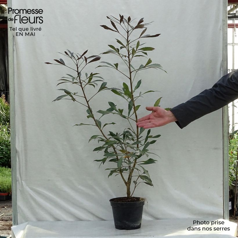 Pseudopanax Dark Star Vaso da 2L/3L esemplare consegnato in primavera