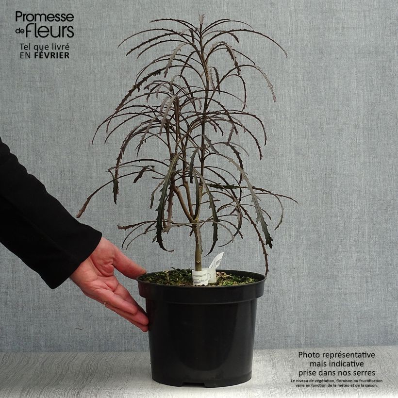 Pseudopanax Bronze Eagle Vaso da 3L/4L esemplare consegnato in inverno