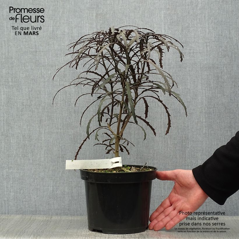 Pseudopanax Bronze Eagle Vaso da 3L/4L esemplare consegnato in primavera