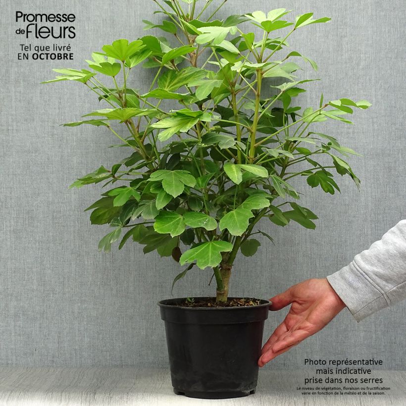 Esemplare di Pseudopanax Gecko Gold Vaso da 3L/4L come consegnato in autunno