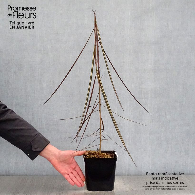 Pseudopanax crassifolium Vaso da 2L/3L esemplare consegnato in inverno