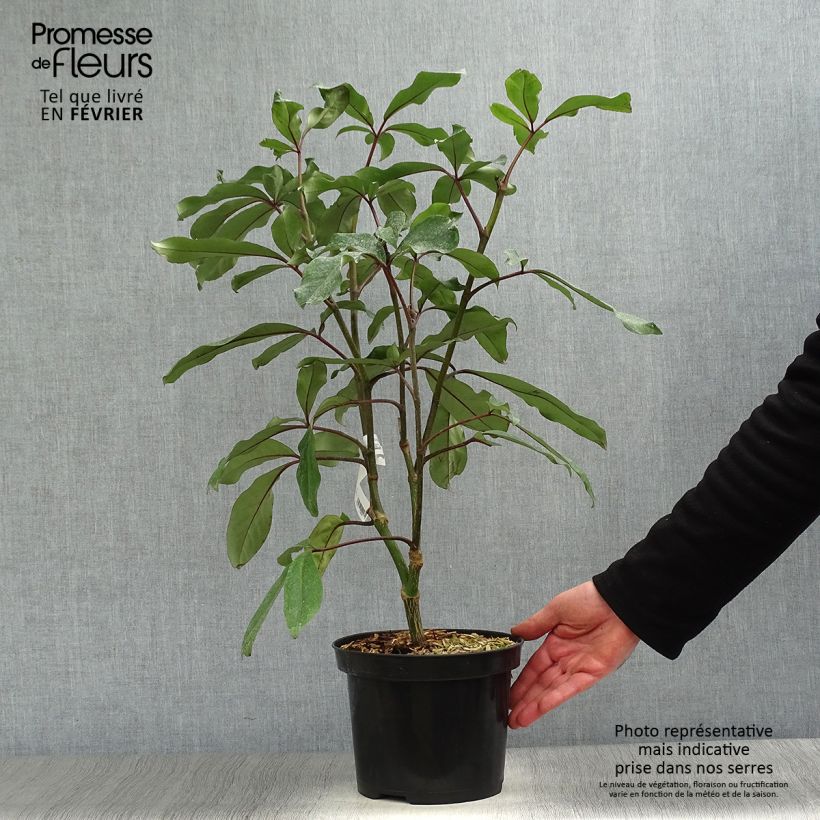 Pseudopanax&#x20;laetus&#x20;Vaso&#x20;da&#x20;3L&#x2F;4L&#x20;esemplare&#x20;consegnato&#x20;in&#x20;inverno