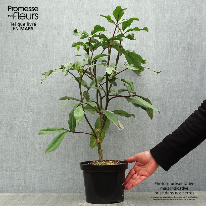 Pseudopanax laetus Vaso da 3L/4L esemplare consegnato in primavera