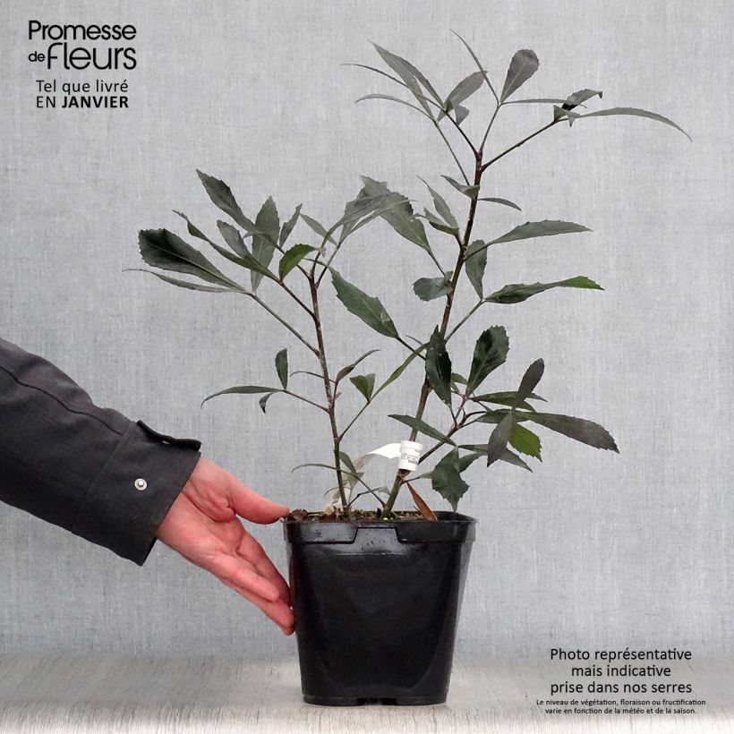 Pseudopanax Dark Star Vaso da 2L/3L esemplare consegnato in inverno