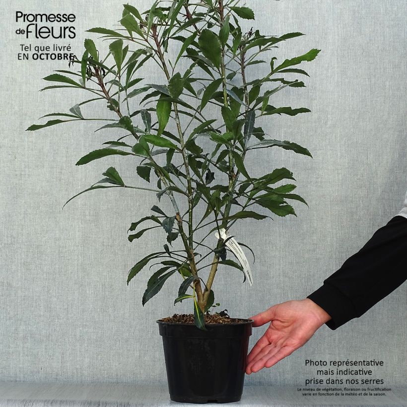 Esemplare di Pseudopanax Dark Star Vaso da 2L/3L come consegnato in autunno