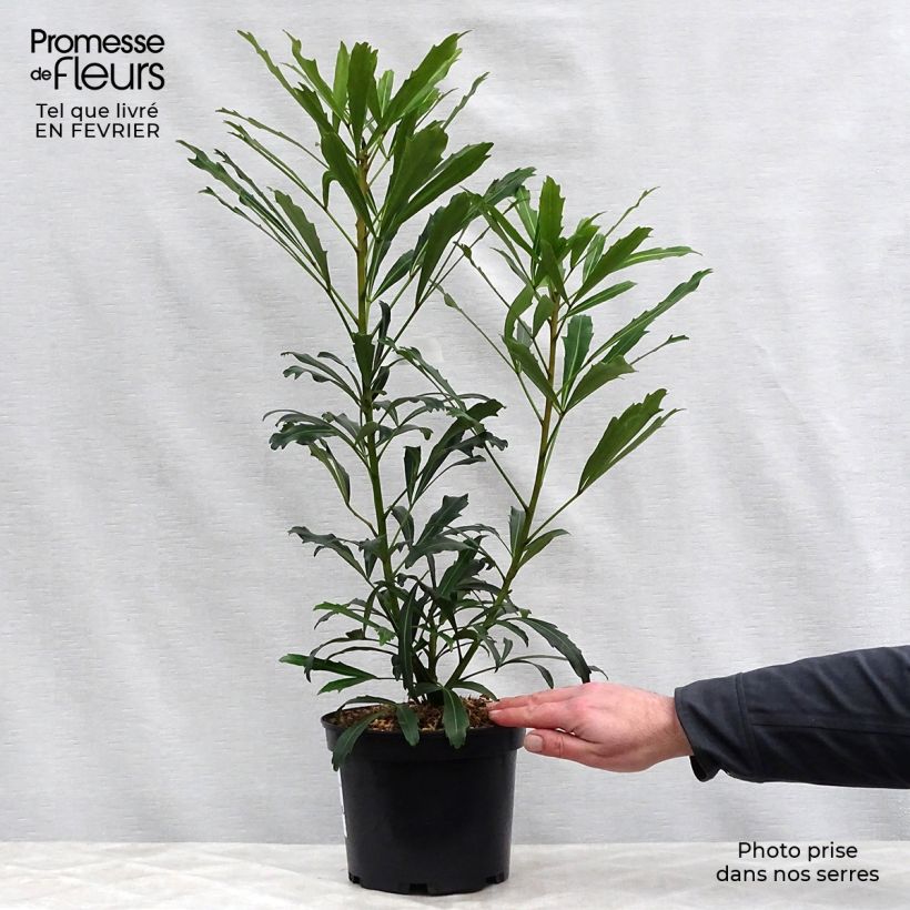 Pseudopanax&#x20;Goldfinger&#x20;Vaso&#x20;da&#x20;3L&#x2F;4L&#x20;esemplare&#x20;consegnato&#x20;in&#x20;inverno