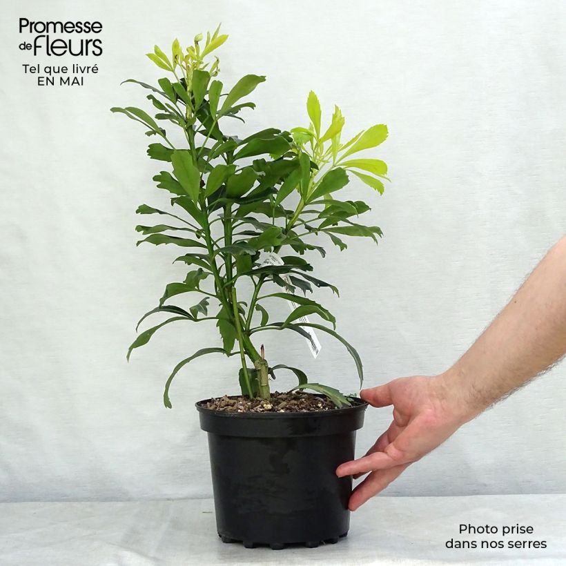 Pseudopanax Goldfinger Vaso da 3L/4L esemplare consegnato in primavera