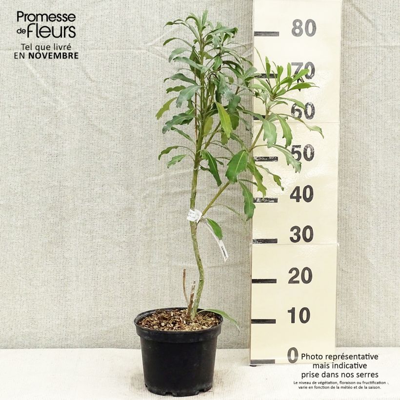 Esemplare di Pseudopanax Goldfinger Vaso da 3L/4L come consegnato in autunno