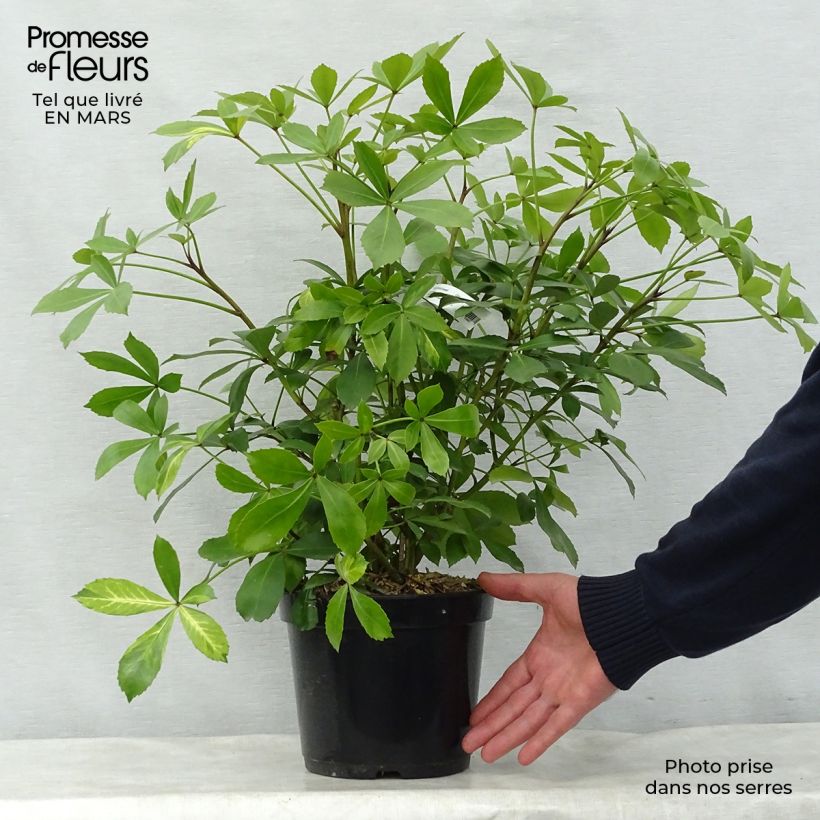 Pseudopanax Goldsplash Vaso da 3L/4L esemplare consegnato in primavera