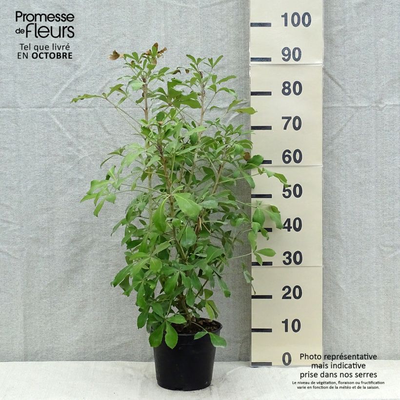 Esemplare di Pseudopanax Goldsplash Vaso da 3L/4L come consegnato in autunno