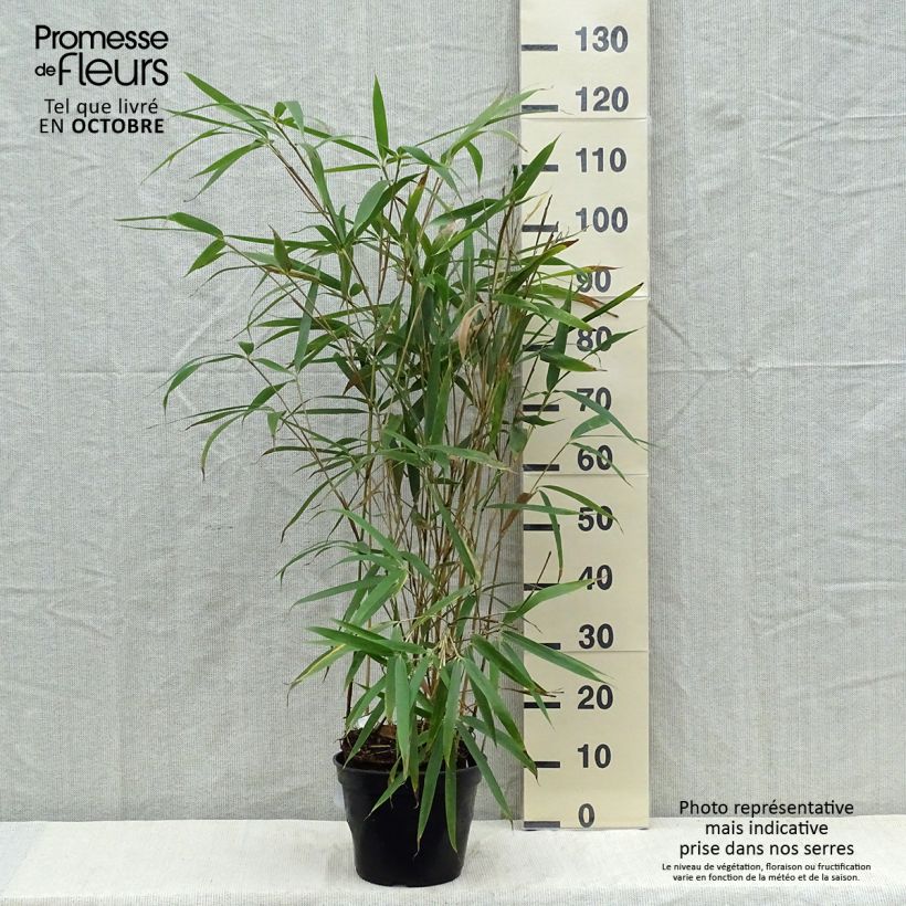 Esemplare di Pseudosasa japonica Tsutsumiana - Bambusa Metake Vaso da 4L/5L come consegnato in autunno