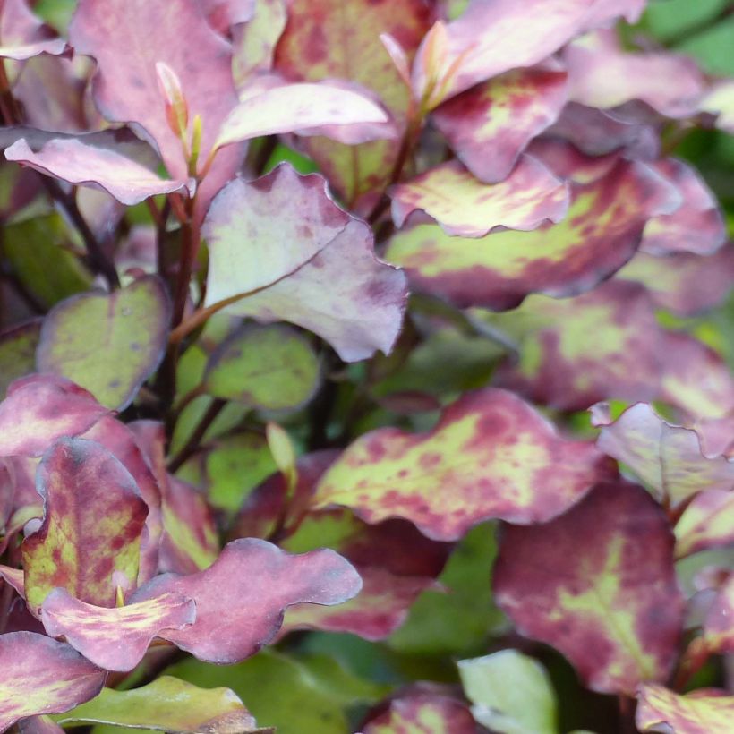Pseudowintera colorata Red Leopard (Fogliame)