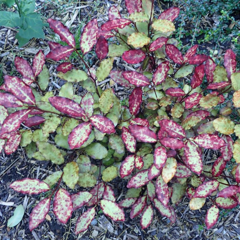 Pseudowintera colorata Red Leopard (Porto)