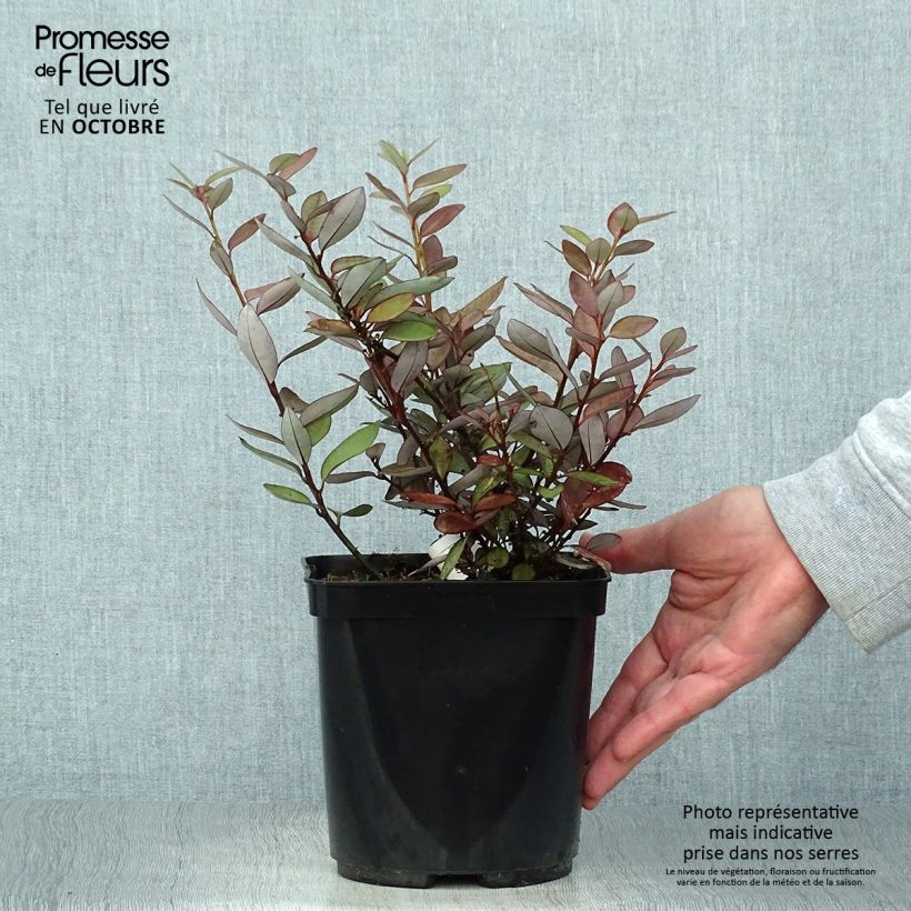 Esemplare di Pseudowintera colorata Vaso da 2L/3L come consegnato in autunno