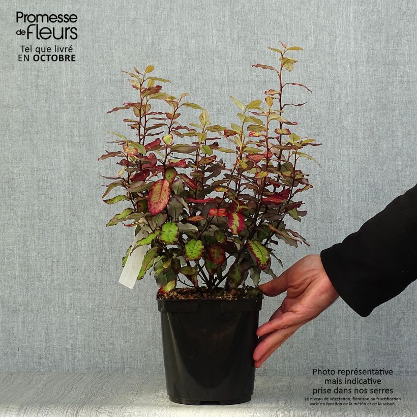 Esemplare di Pseudowintera colorata Red Leopard Vaso da 2L/3L come consegnato in autunno