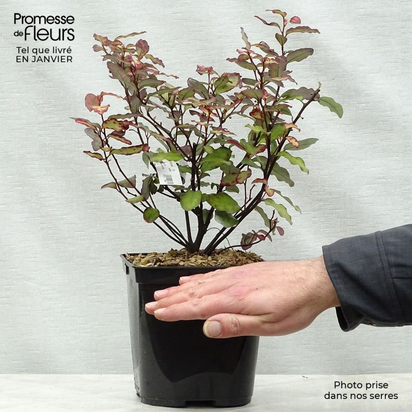 Pseudowintera colorata Red Leopard Vaso da 2L/3L esemplare consegnato in inverno