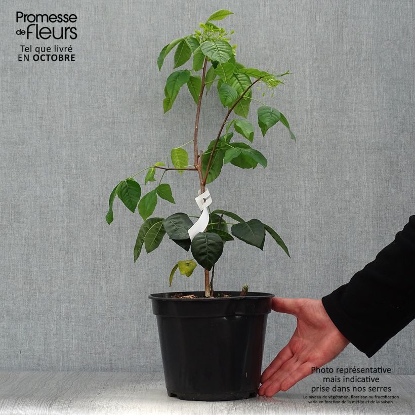 Esemplare di Ptelea trifoliata Aurea - Olmo di Samaria dorato Vaso da 3L/4L come consegnato in autunno