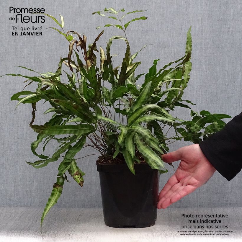 Pteris nipponica Vaso da 3L/4L esemplare consegnato in inverno