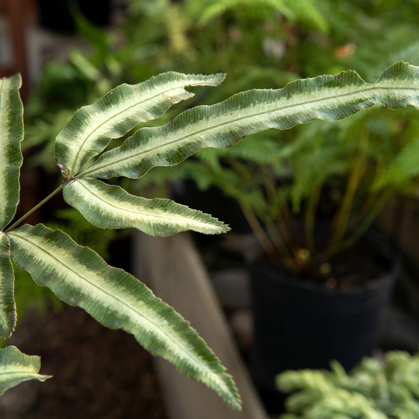 Pteris nipponica (Fogliame)