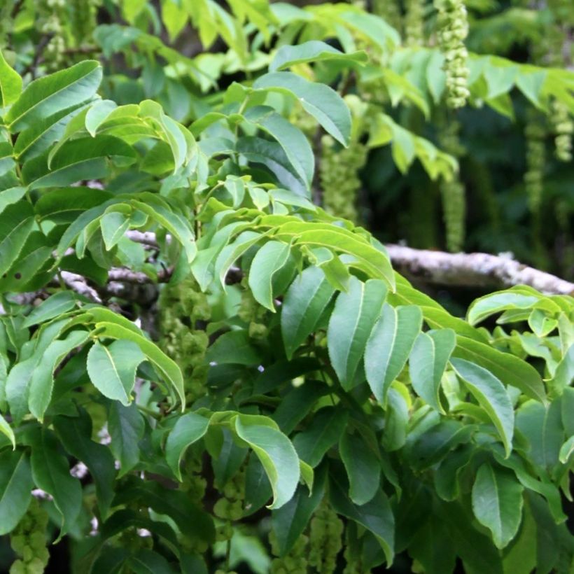Pterocarya fraxinifolia - Noce del Caucaso (Fogliame)