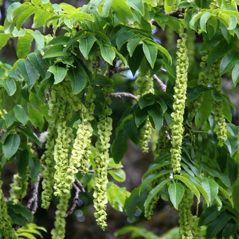 Pterocarya fraxinifolia - Noce del Caucaso (Raccolta)