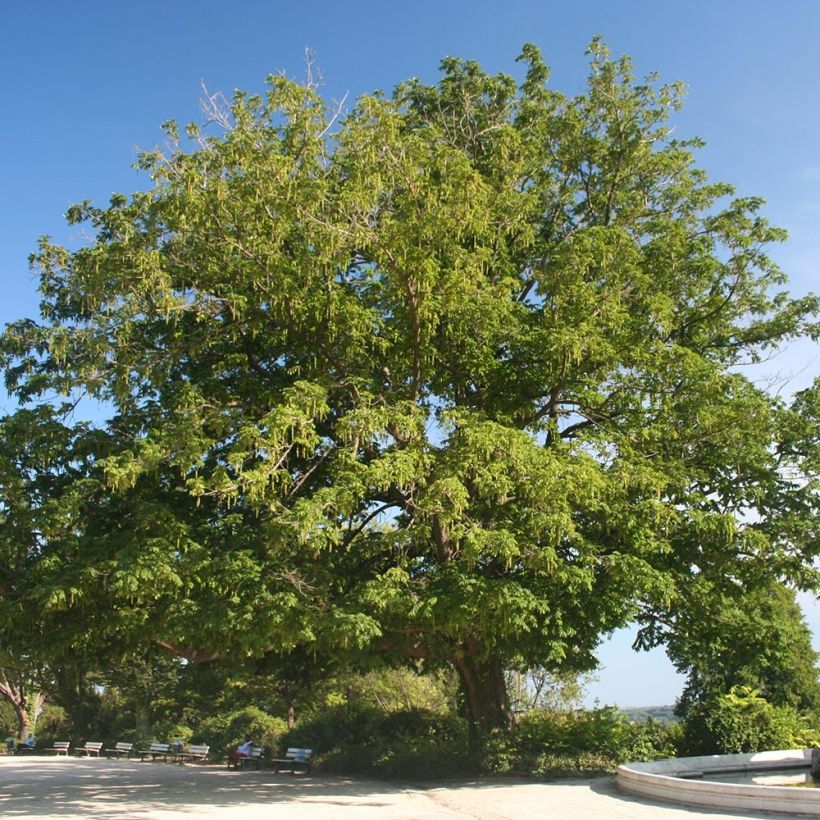 Pterocarya fraxinifolia - Noce del Caucaso (Porto)