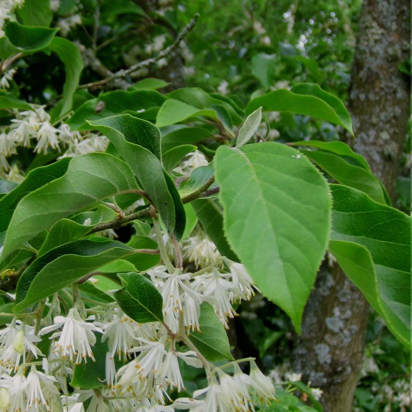 Pterostyrax corymbosa (Fogliame)