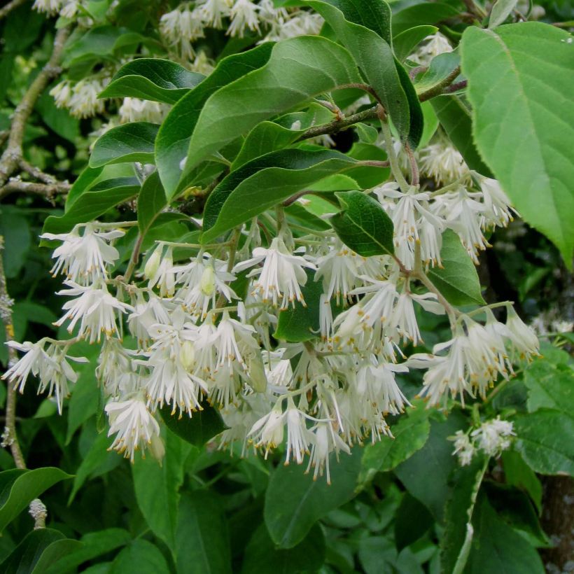 Pterostyrax corymbosa (Fioritura)