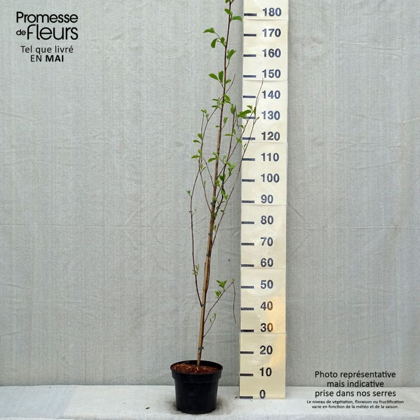Pterostyrax corymbosa Vaso da 3L/4L esemplare consegnato in primavera