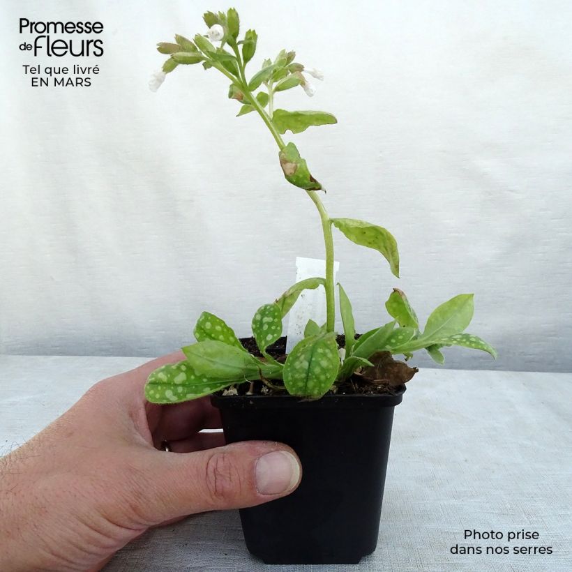 Pulmonaria Ice Ballet Vasetto da 8/9 cm esemplare consegnato in inverno