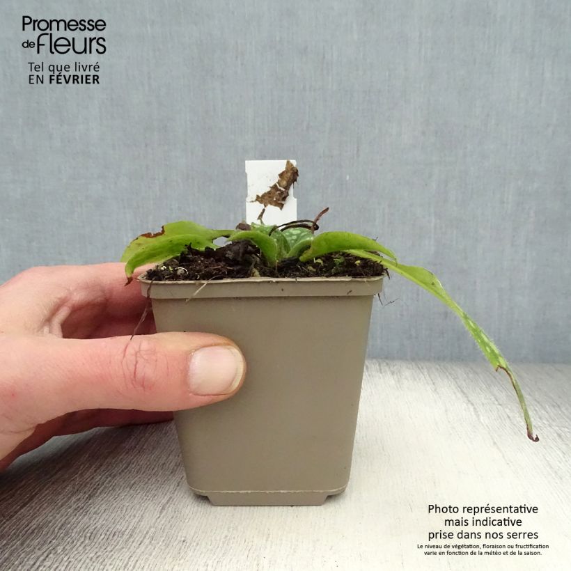 Pulmonaria Shrimps on the Barbie Vasetto da 8/9 cm esemplare consegnato in inverno