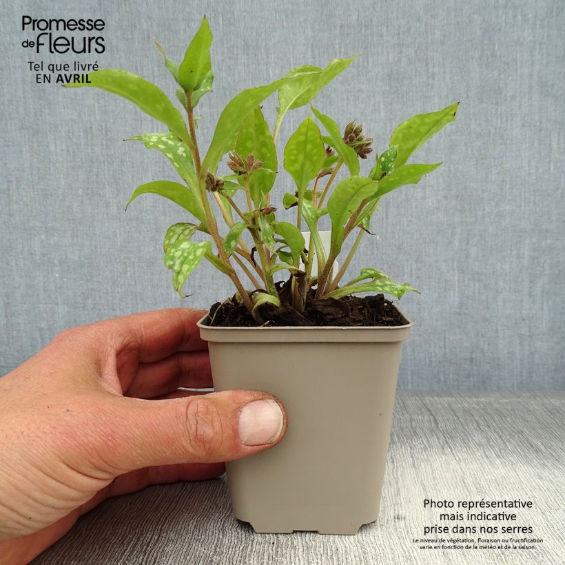 Pulmonaria Shrimps on the Barbie Vasetto da 8/9 cm esemplare consegnato in primavera