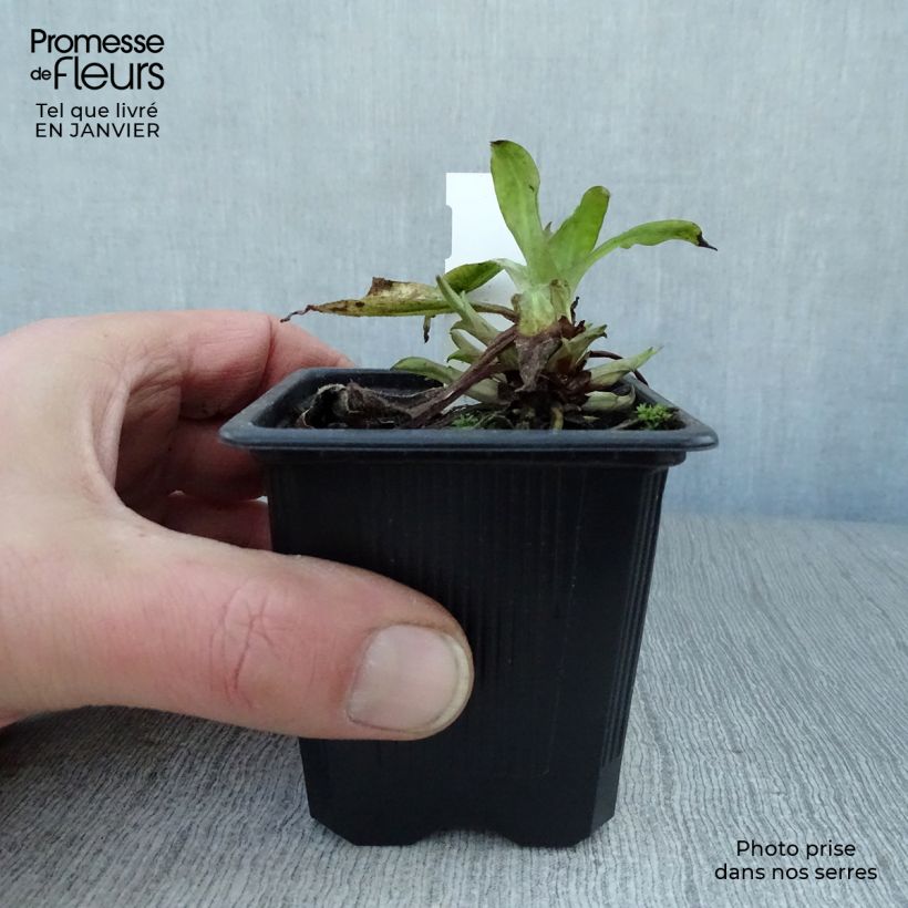 Pulmonaria saccharata Silver Bouquet - Polmonaria chiazzata Vasetto da 8/9 cm esemplare consegnato in inverno