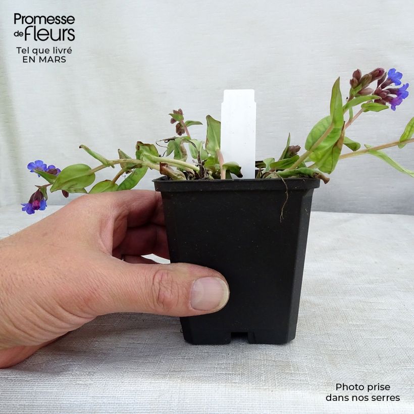 Pulmonaria Blue Ensign Vasetto da 8/9 cm esemplare consegnato in inverno