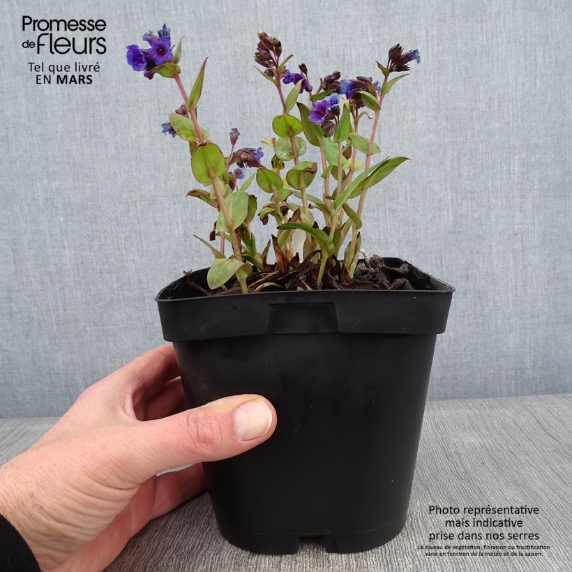 Pulmonaria Blue Ensign Vaso da 2L/3L esemplare consegnato in inverno