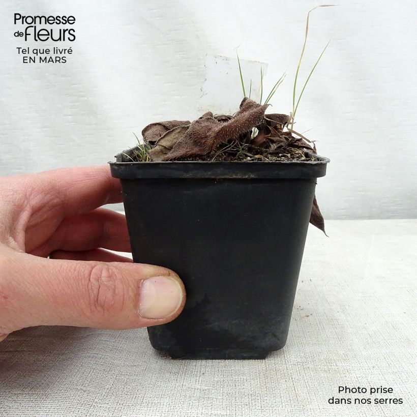 Pulmonaria Diane Clare Vasetto da 8/9 cm esemplare consegnato in primavera