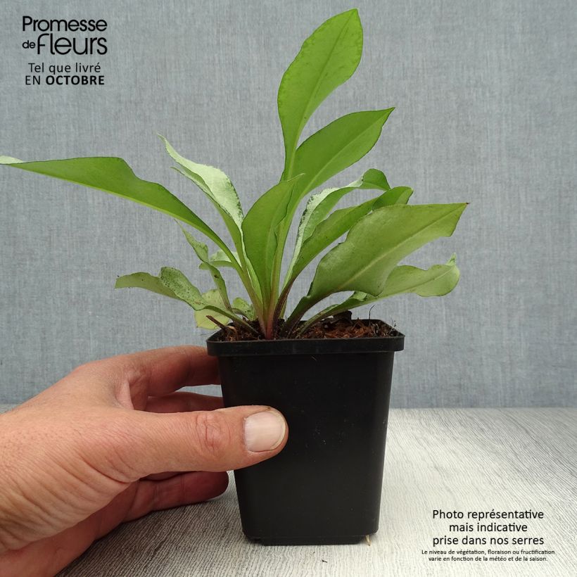 Esemplare di Pulmonaria Diane Clare Vasetto da 8/9 cm come consegnato in autunno