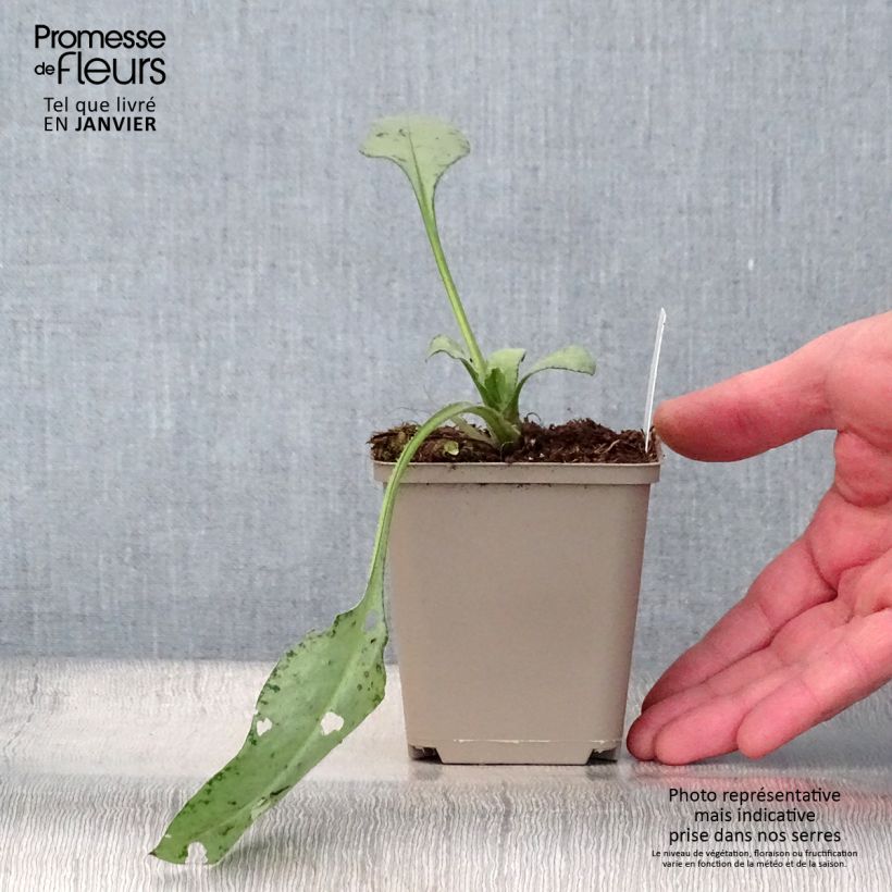 Pulmonaria Diane Clare Vasetto da 8/9 cm esemplare consegnato in inverno