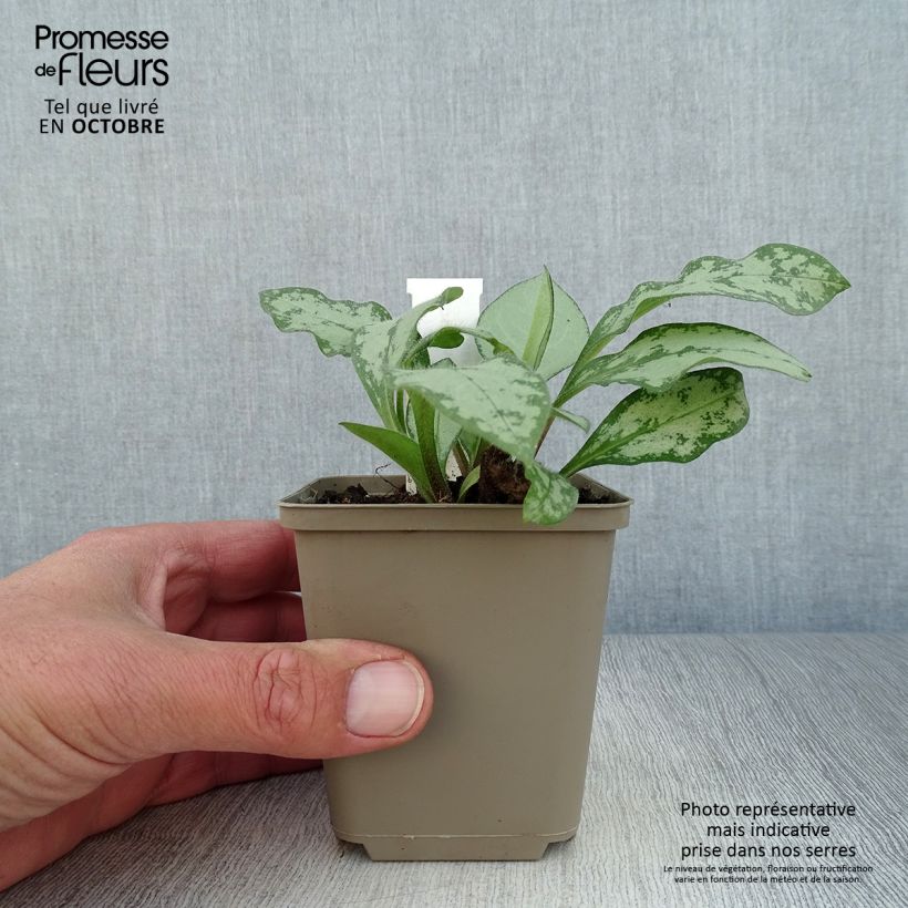 Esemplare di Pulmonaria Majesté Vasetto da 8/9 cm come consegnato in autunno