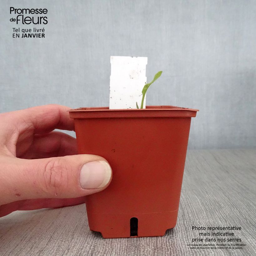 Pulmonaria Majesté Vasetto da 8/9 cm esemplare consegnato in inverno