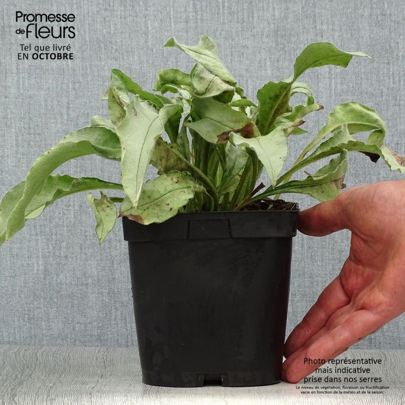 Esemplare di Pulmonaria Majesté Vaso da 2L/3L come consegnato in autunno