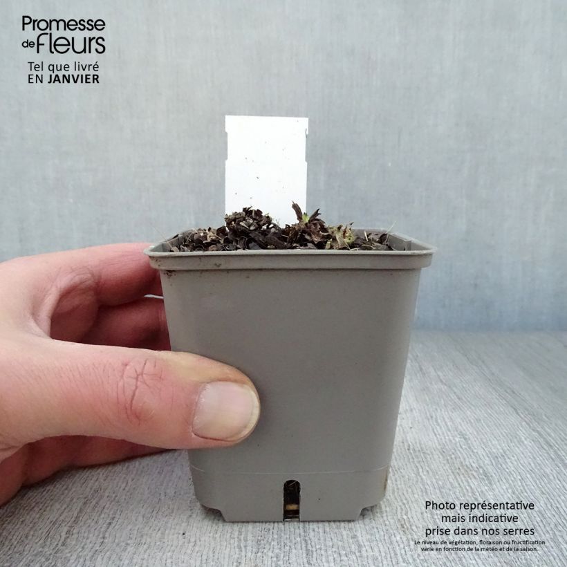 Pulmonaria Opal Vasetto da 8/9 cm esemplare consegnato in inverno