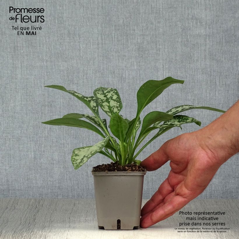 Pulmonaria Opal Vasetto da 8/9 cm esemplare consegnato in primavera