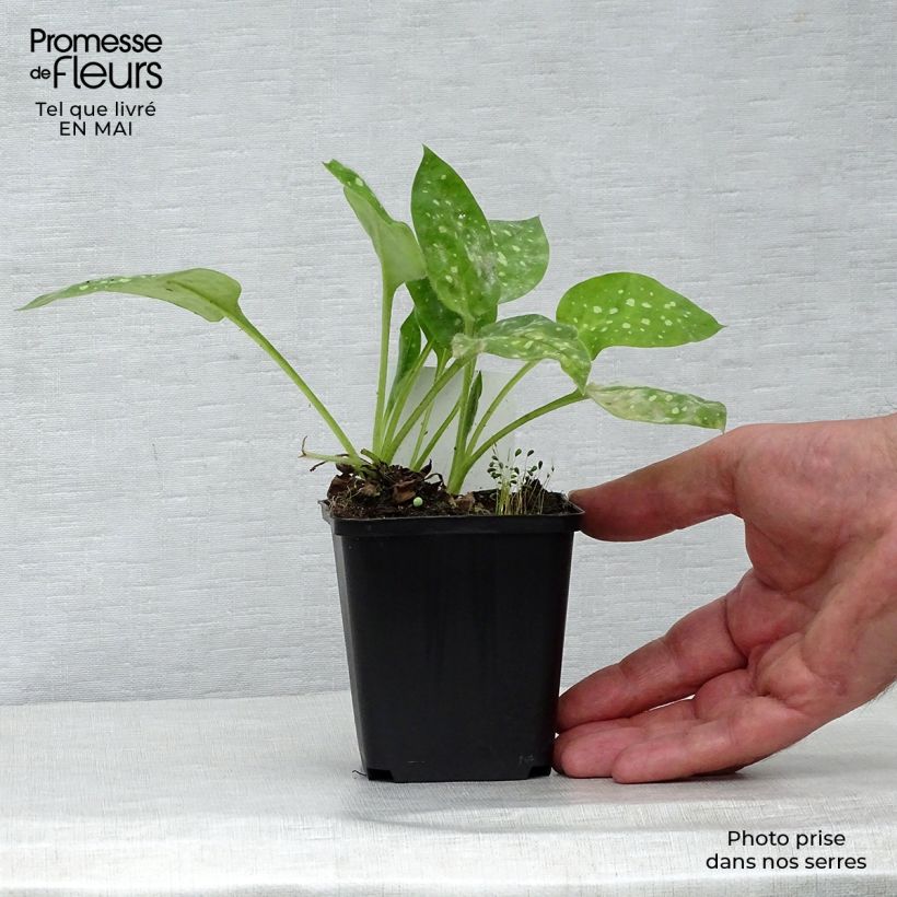 Pulmonaria Sissinghurst White Vasetto da 8/9 cm esemplare consegnato in primavera